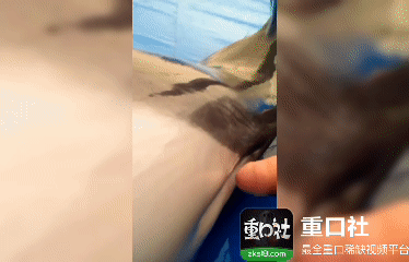 Плакат для 第一次操海豚，好紧张