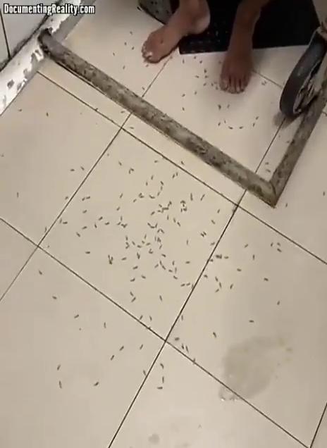 Плакат для 蛆魔人